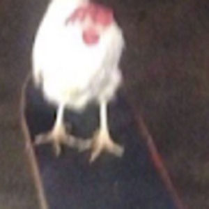 Meet your Posher, Reckon